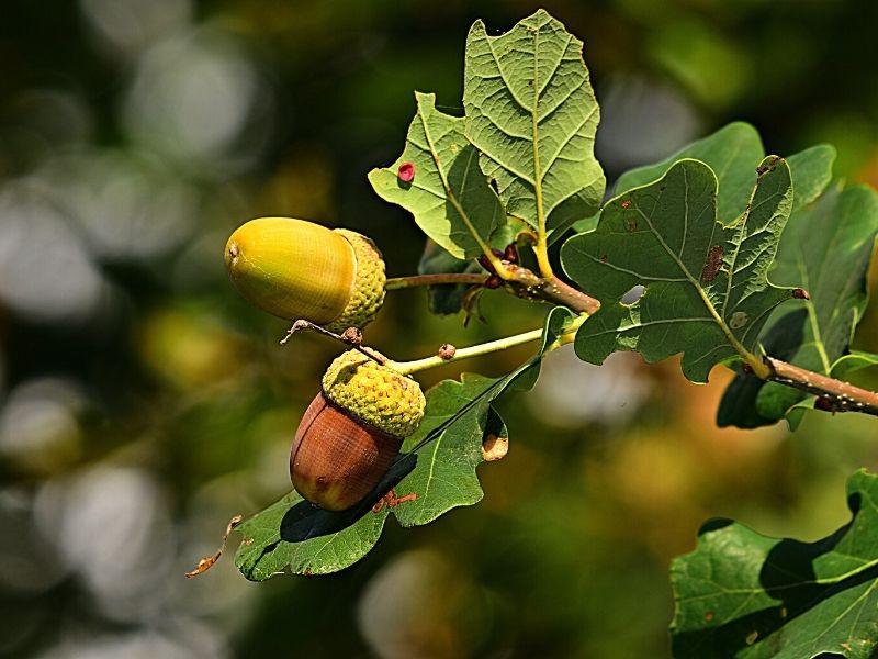 acorns oak tree