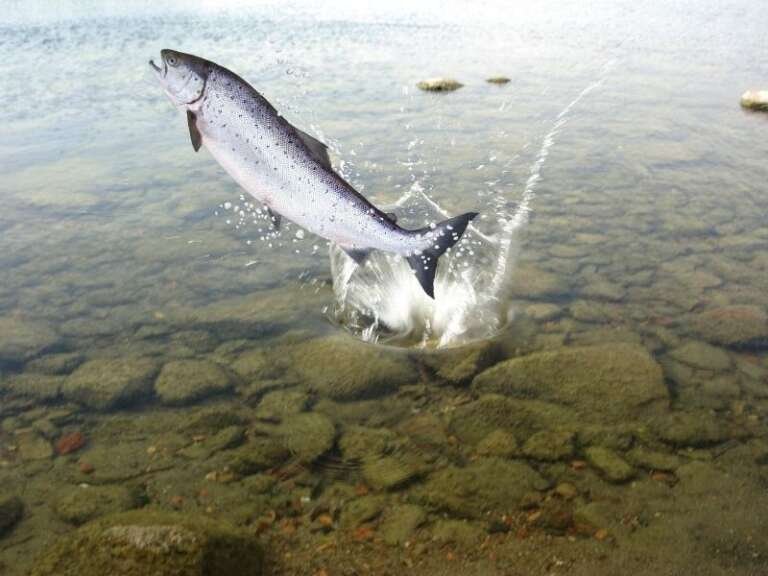 Does Salmon Have Iron? How Eating Fish Can Help You