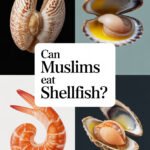 shellfish-ccccc-18085