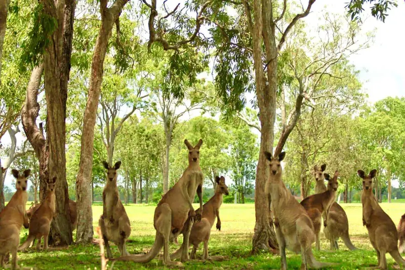 Kangaroo Meat How to Cook A Unique Australian Recipe