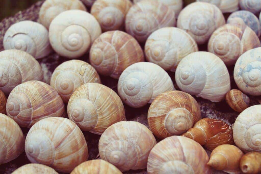 escargot