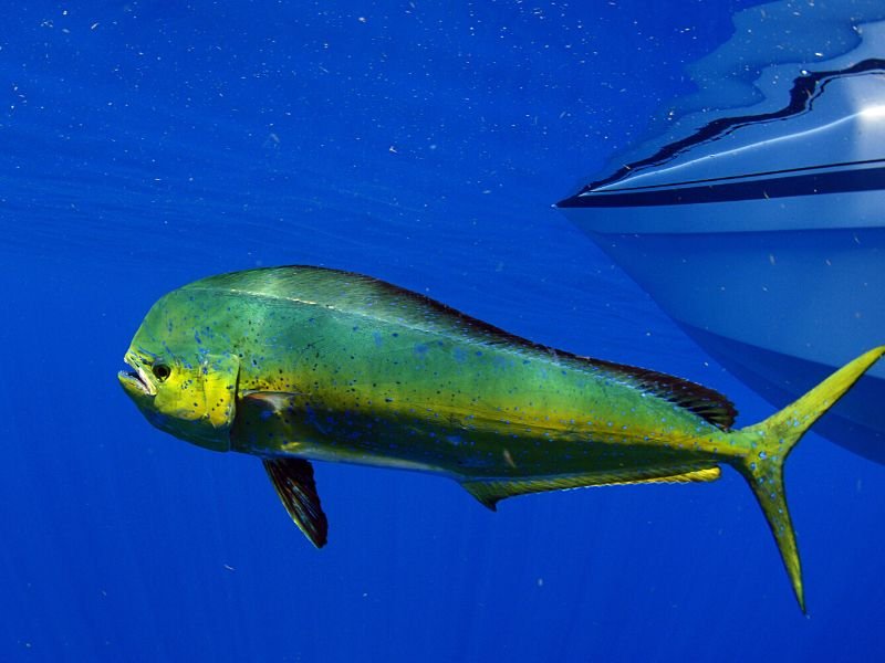 mahi mahi