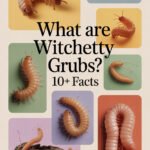 witchetty-grubs-ccccc-57657