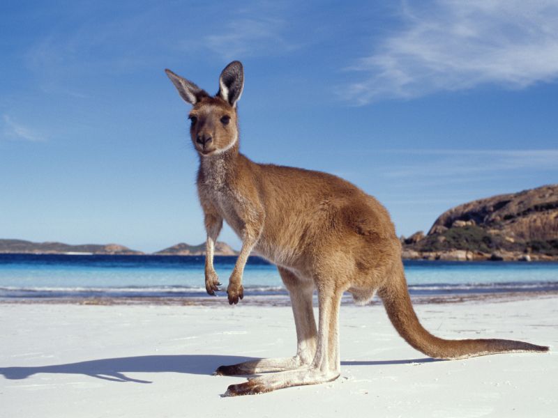 7 Days in Western Australia: The Ultimate Itinerary for Exploring Down Under