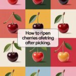 cherries-ccccc-20275