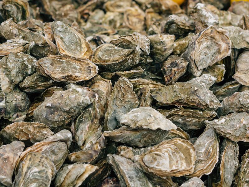 How Many Oysters in a Bushel? Everything You Need to Know