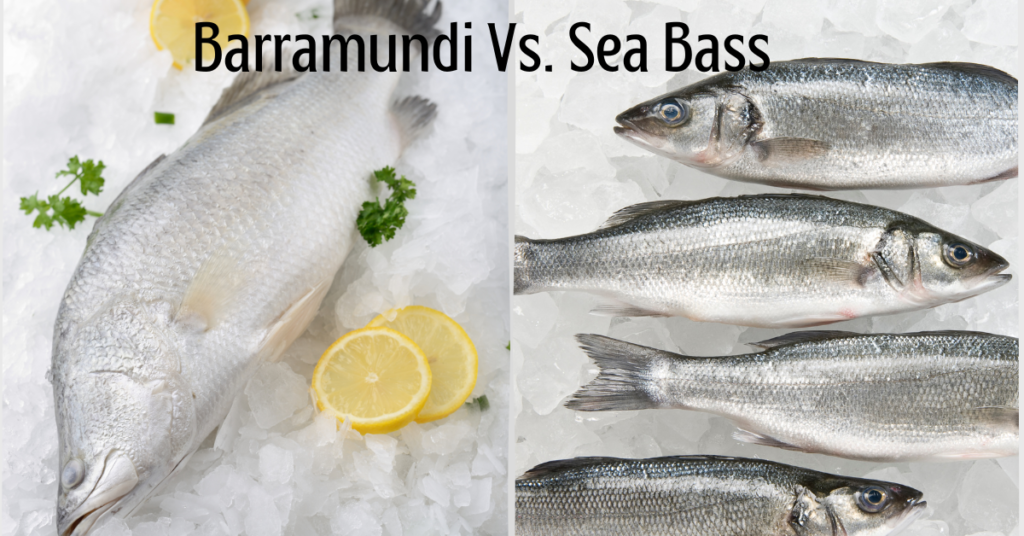 Barramundi vs Sea Bass: Differences in Health Benefits, Taste and Cost