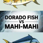 Dorado Fish vs Mahi-Mahi: Are They the Same? dorado-fish-ccccc-83267