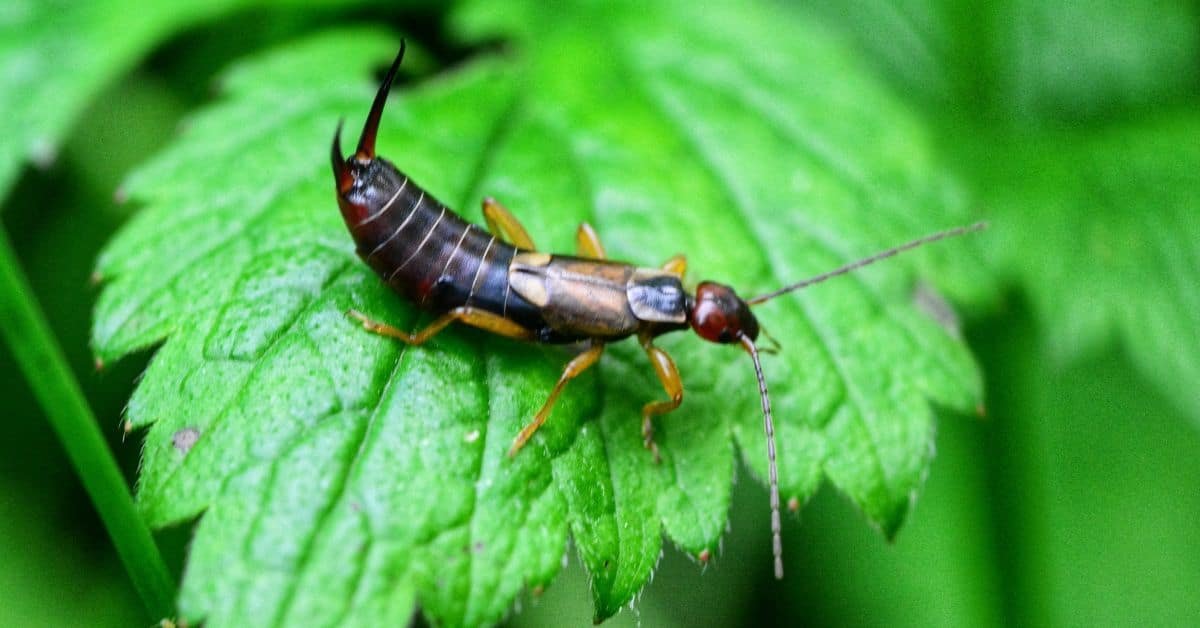 Earwig resting on a green leaf, showcasing its elongated body and pincers, highlighting its natural habitat.