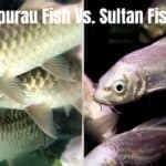 Comparison of the Empurau fish and Sultan fish, showcasing their distinct features and characteristics in an aquarium setting.