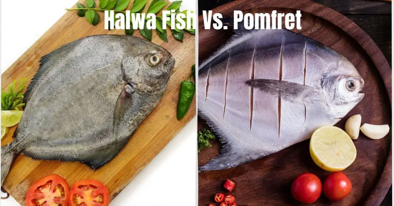 Halwa fish and pomfret displayed side by side on a wooden cutting board with green chilies and tomatoes, highlighting their differences in appearance and preparation.