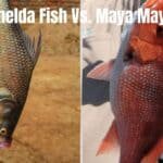 Comparison of Shelda Fish and Maya Maya, highlighting their distinct features and appearances side by side.