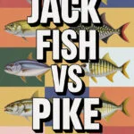 Jack Fish Vs Pike: What's the Difference? jack-fish-ccccc-82726