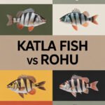 katla-fish-ccccc-53045