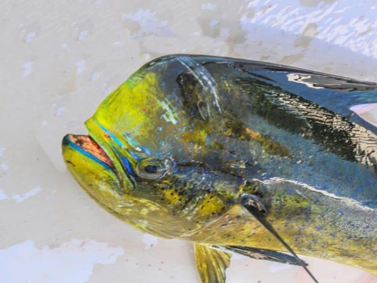 Dorado Fish vs Mahi-Mahi: Are They the Same?