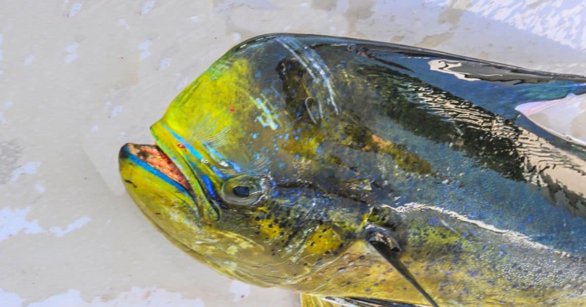 Close-up of a vibrant mahi-mahi fish showcasing its iridescent green and blue colors, highlighting its distinctive features and texture against a neutral background.