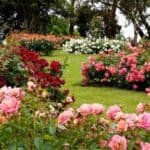 Vibrant rose garden featuring a variety of colorful roses in full bloom, surrounded by lush green grass and trees in the background.