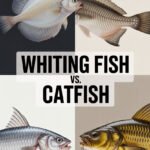 Whiting Fish vs. Catfish: A Delicious Showdown For Your Plate? whiting-fish-ccccc-65123