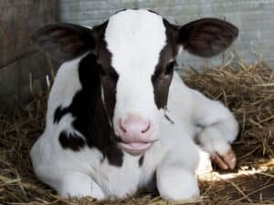 What Does Veal Taste Like? A Comprehensive Guide to the Flavor and