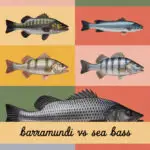barramundi-ccccc-65454
