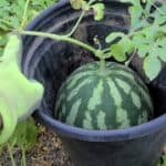 Watermelon growing in a large black pot with green leaves, showcasing container gardening techniques for fruit cultivation.