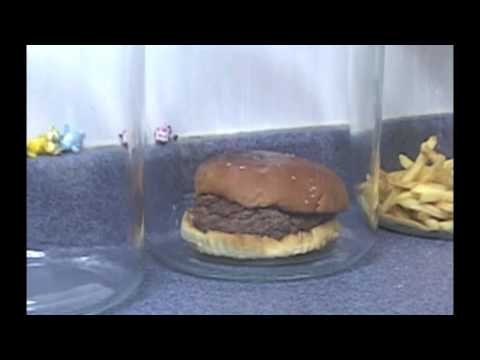 A hamburger and fries displayed under glass domes on a countertop, showcasing food preservation and presentation techniques.