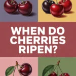 cherries-ccccc-15724