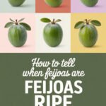 feijoas-ccccc-46105