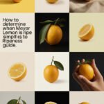 meyer-lemon-ccccc-24826
