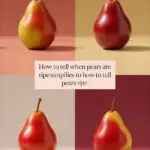 red-pears-ccccc-32281