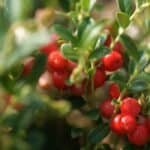 Close-up of red berries growing on a green shrub, highlighting their vibrant color and lush foliage. Ideal for discussions on gardening, botany, or edible plants.