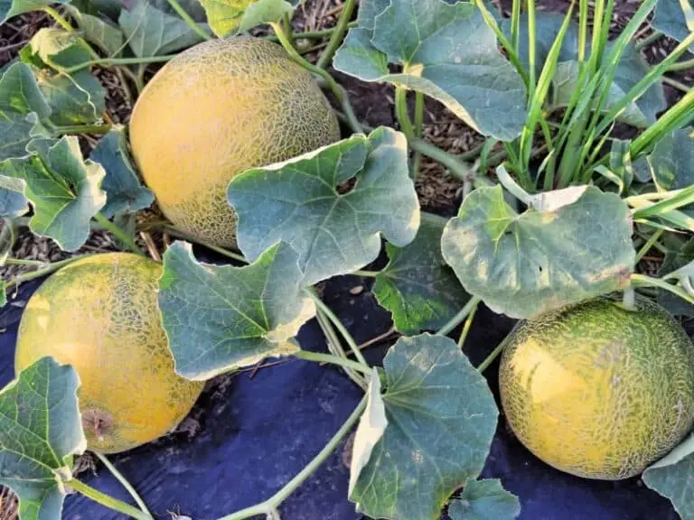 How to Determine When Rockmelon is Perfectly Ripe for Picking
