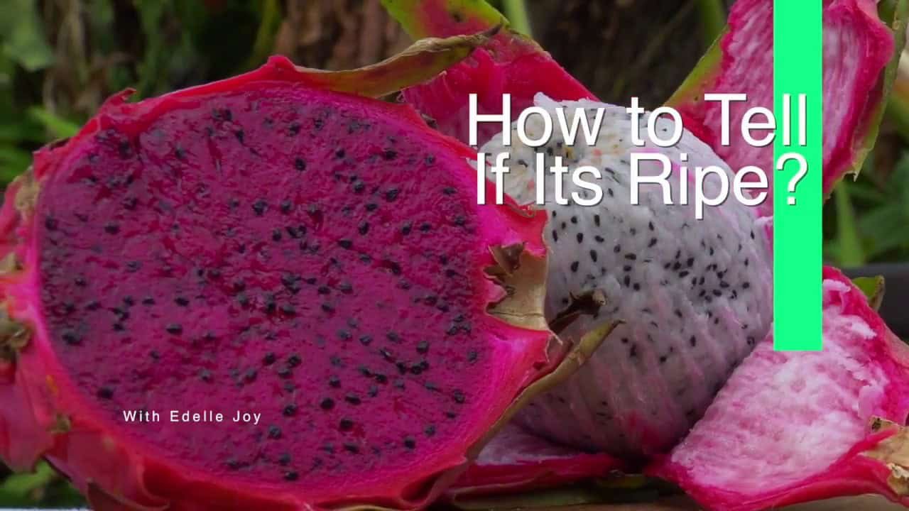 Vibrant pink and white dragon fruit halves showcasing their unique texture and seeds, with a text overlay on how to determine ripeness.