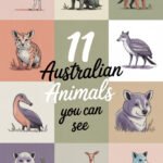 australian-animals-ccccc-25187