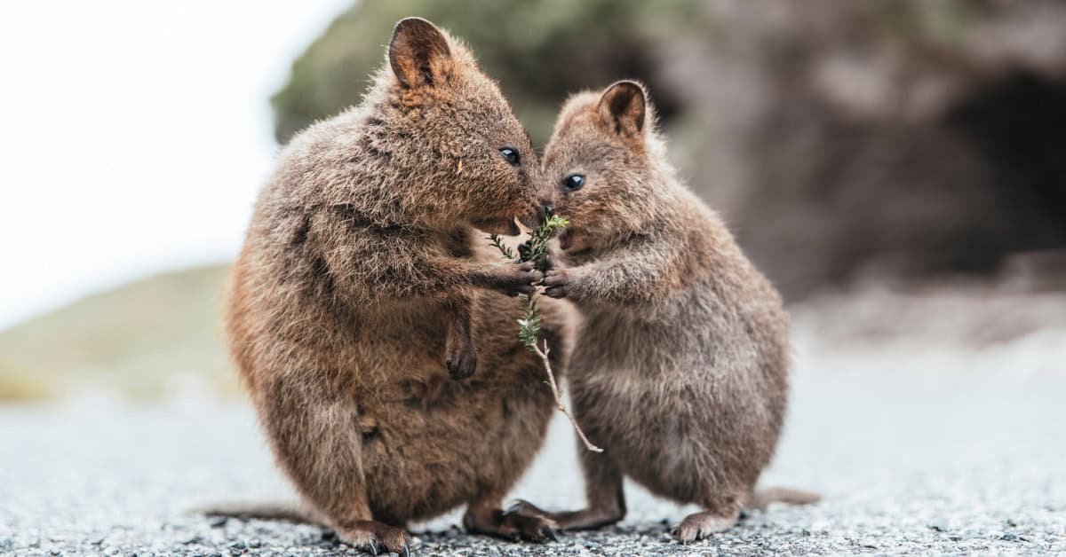 Two quokkas sharing food in a natural setting, showcasing their friendly interaction and distinctive features.