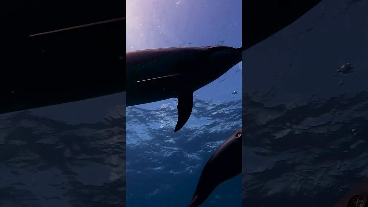 Dolphins swimming underwater with sunlight filtering through the surface, creating a serene ocean scene.