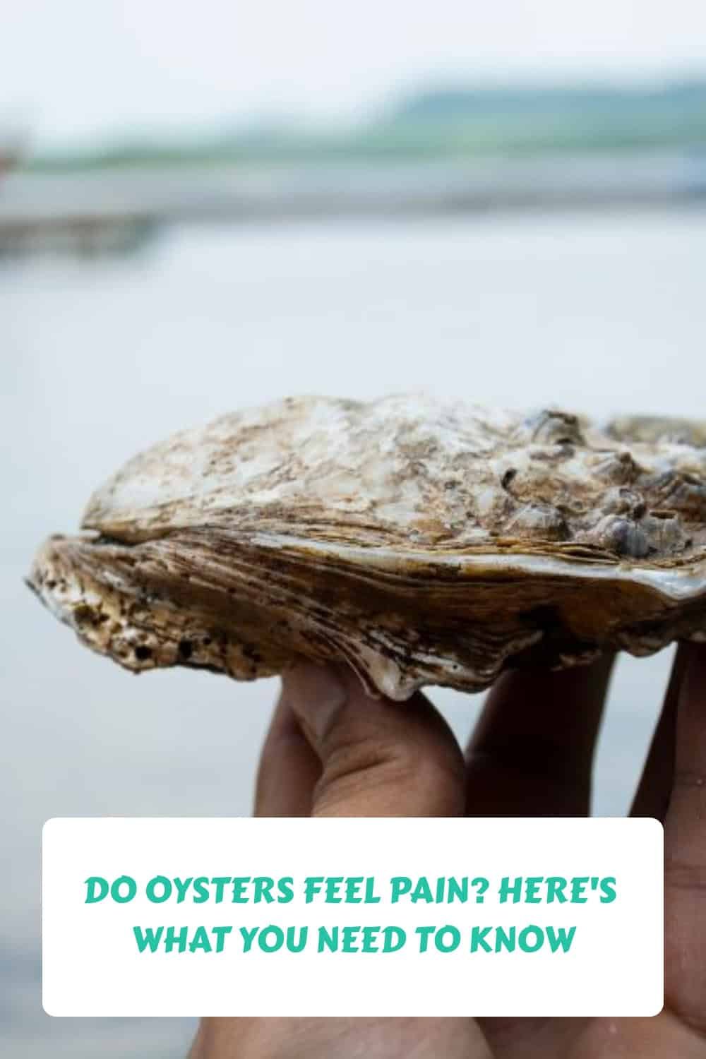 Do Oysters Feel Pain? Here's What You Need to Know
