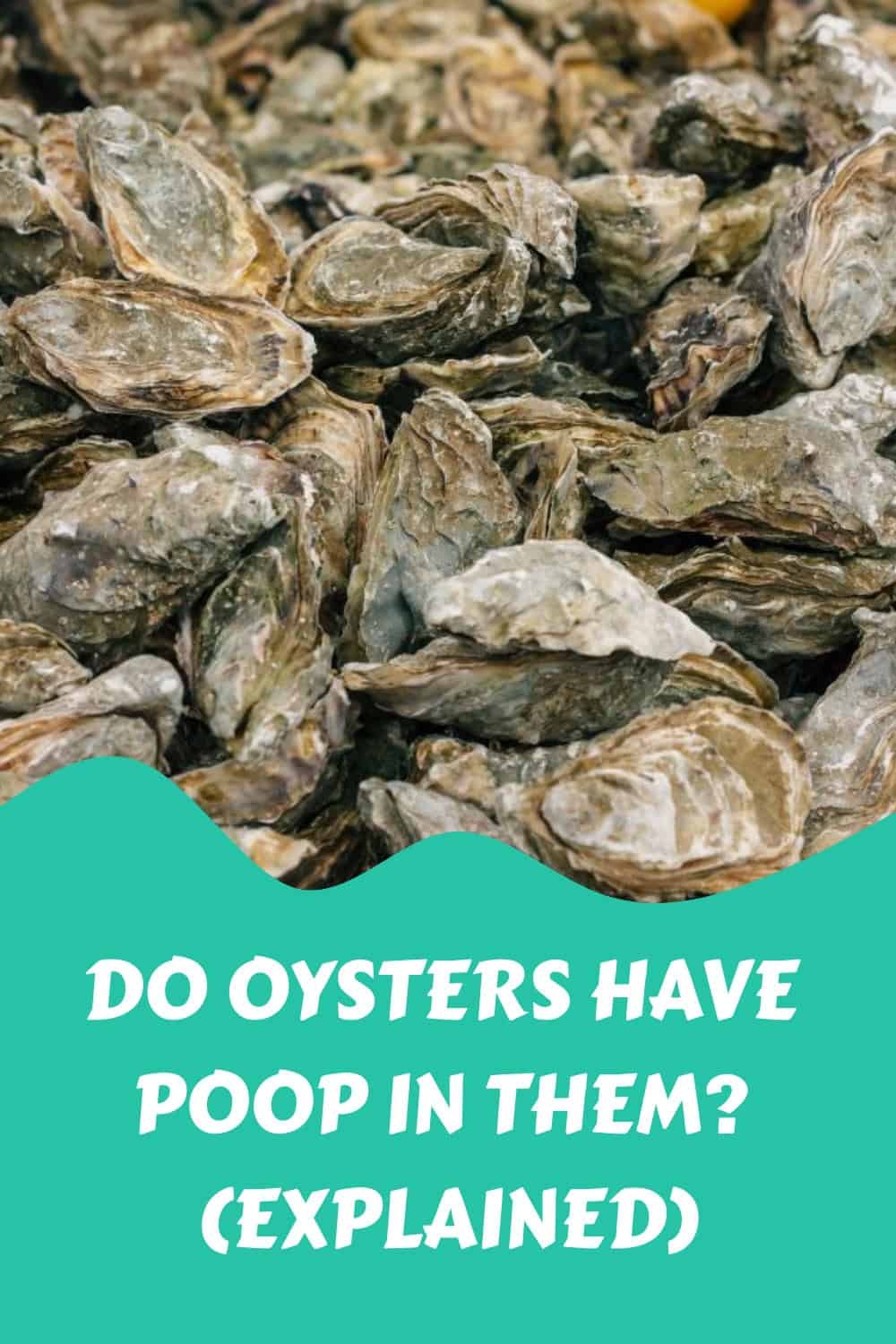 Do Oysters Have Poop In Them? (Explained)