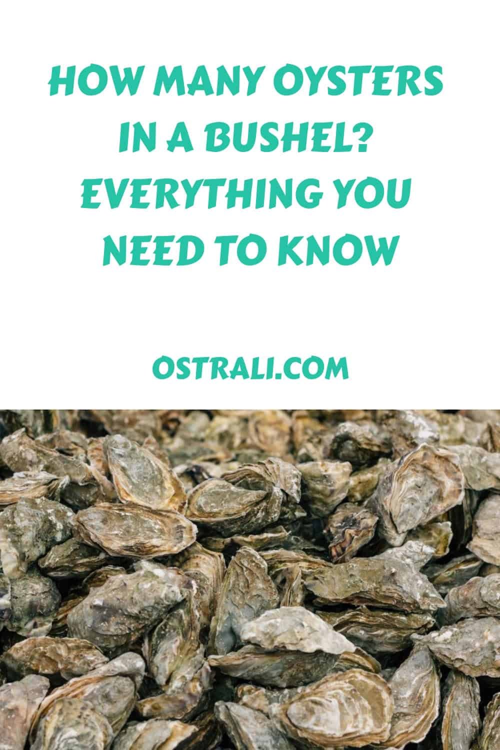 How Many Oysters in a Bushel? Everything You Need to Know