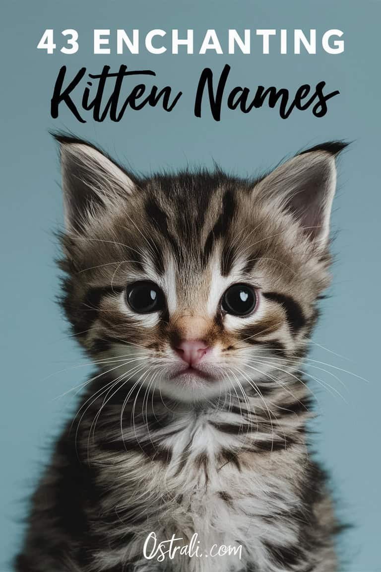 Cute tabby kitten with large expressive eyes on a blue background, showcasing popular kitten names.