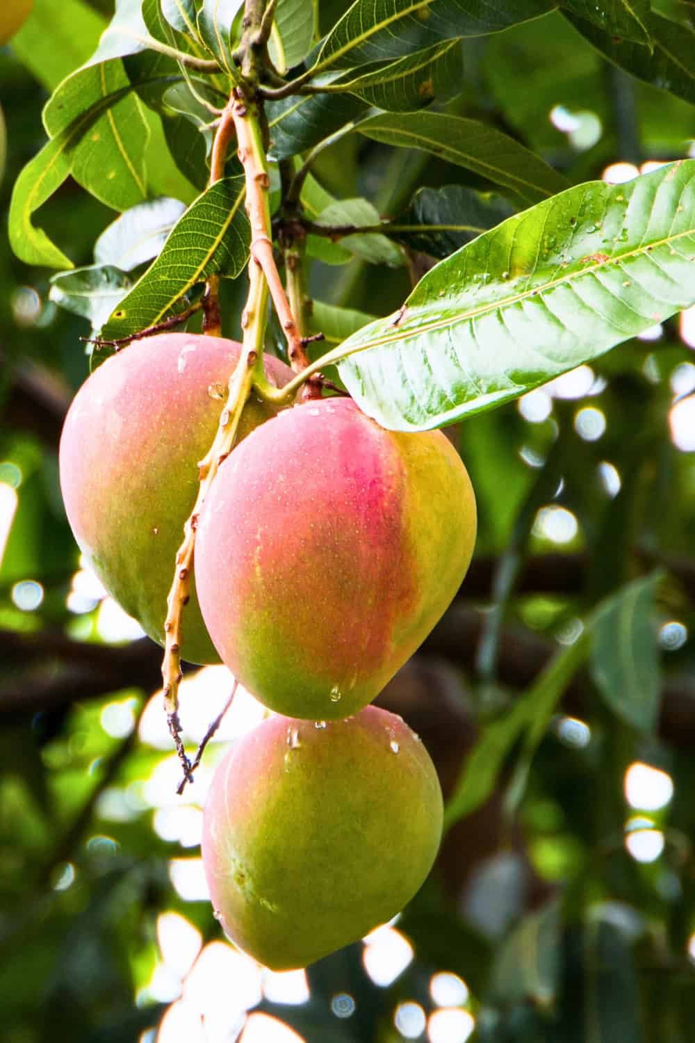 How To Tell If Your Mango Is Ripe A Step By Step Guide