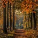 Autumn forest path lined with tall trees displaying vibrant orange and yellow leaves, leading into a misty background.