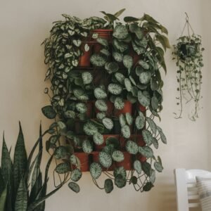 9 Home Wall Plant Ideas to Beautify Your Space - ostrali.com