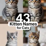 43 Enchanting Kitten Names to Inspire Your Next Feline Friend kitten-names-ccccc-75608