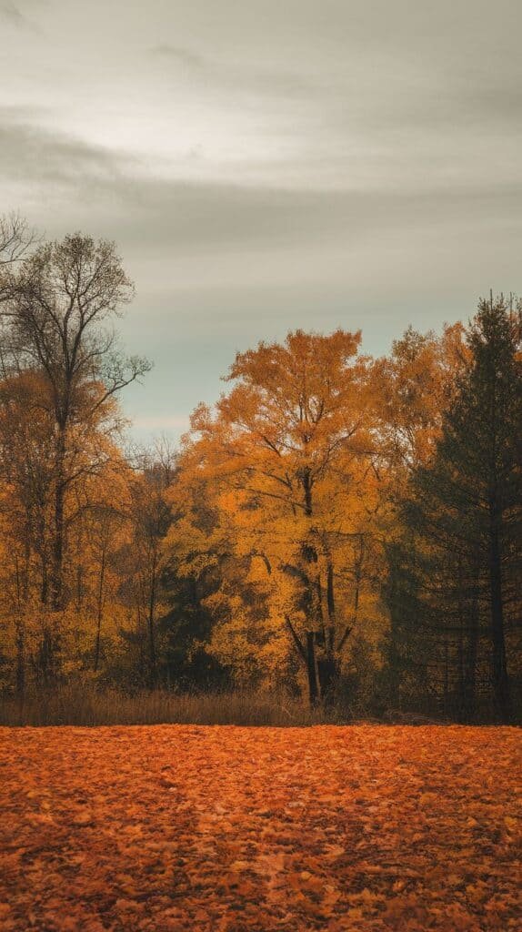 Autumn landscape featuring vibrant orange and yellow foliage on trees, with a ground covered in fallen leaves, under a cloudy sky.