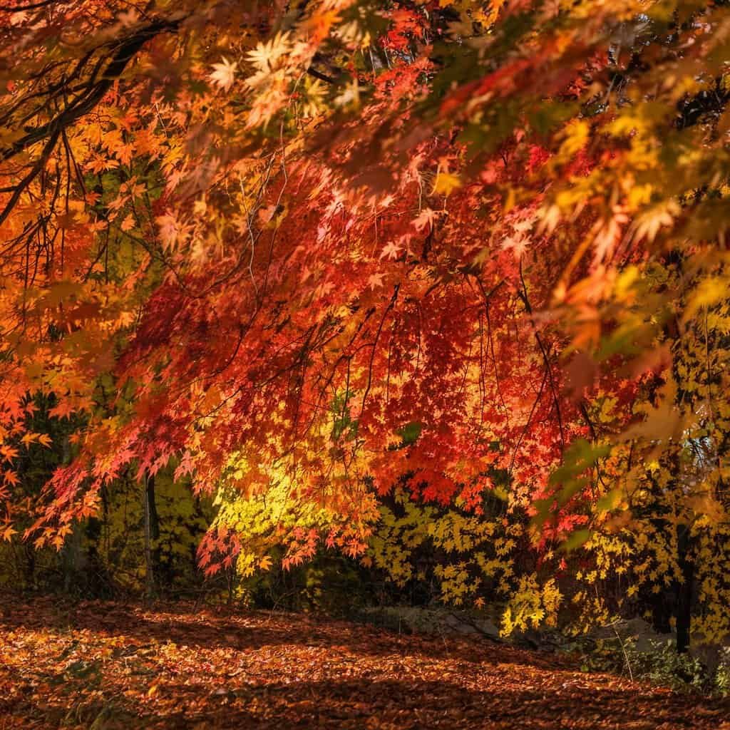 Vibrant autumn foliage with shades of red and orange, creating a picturesque scene in a serene forest setting.