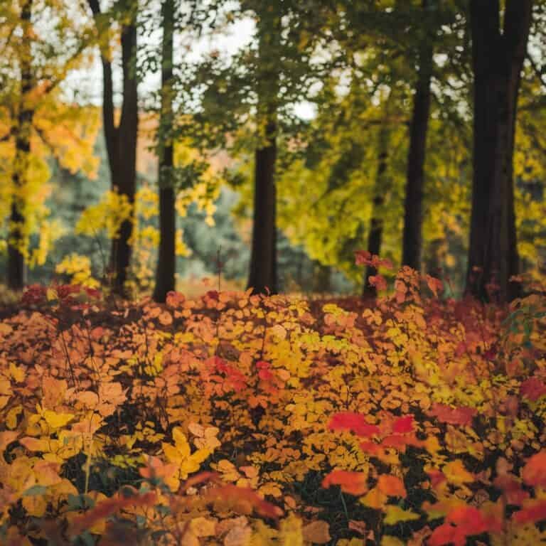 21+ Fall Colors to Inspire Your Next Creative Project - ostrali.com