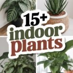 indoor-plants-ccccc-16072